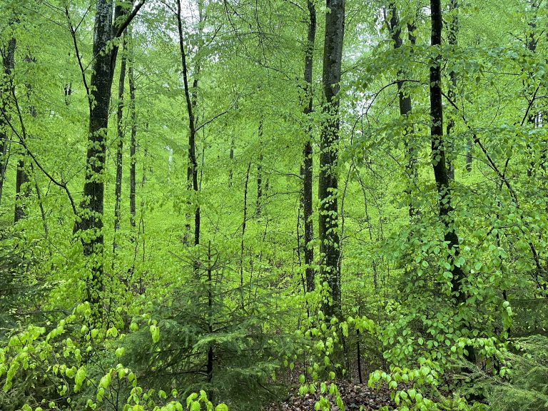 Lichteinfall
